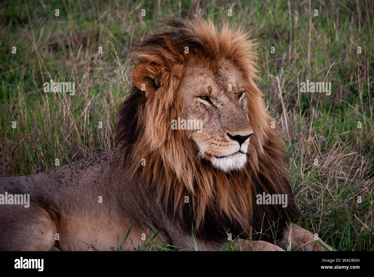 Männlicher Löwe mit schöner Mähne liegt seitlich nach links schauend in der Masai Mara Stock Photo