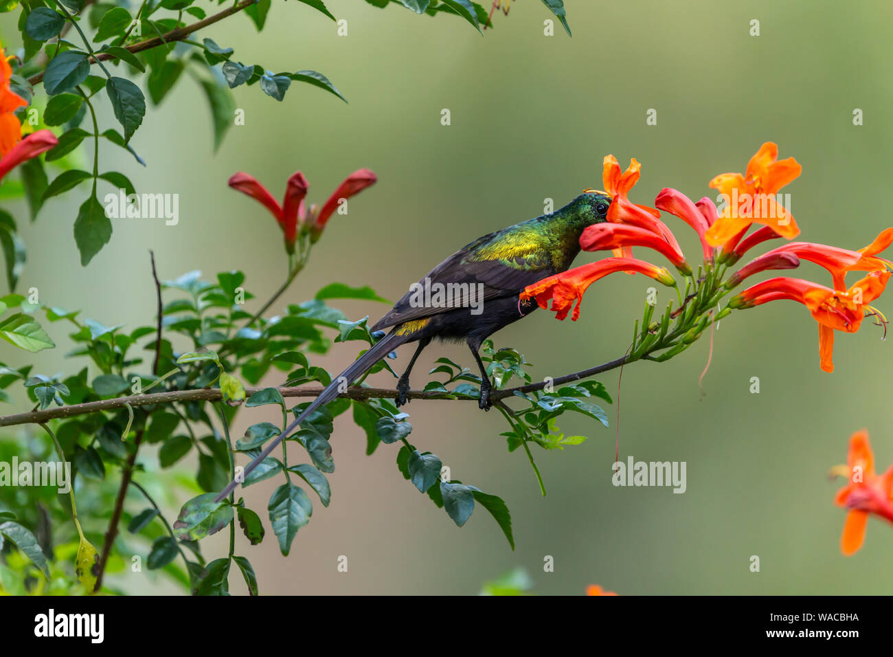 Colour wildlife portrait of Bronzy sunbird (Nectarinia kilimensis) perched on branch feeding on nectar from beautiful red and orange flowers, taken in Stock Photo