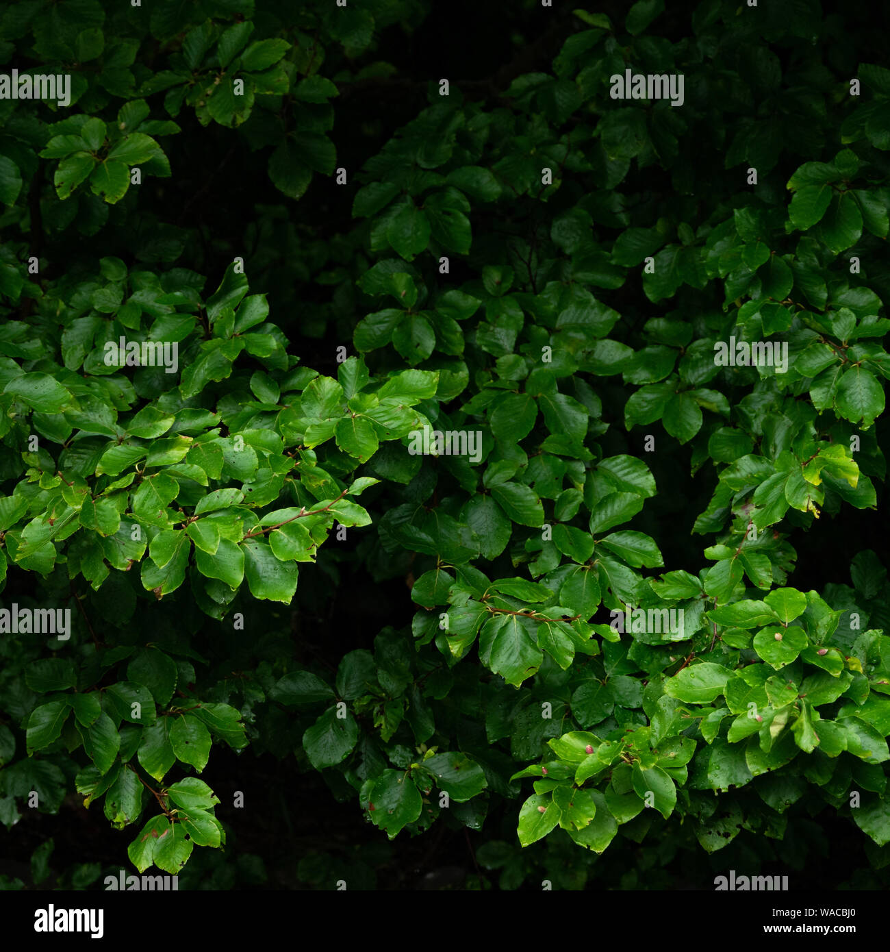 Green lush background. Tropical vegetation backdrop Stock Photo - Alamy