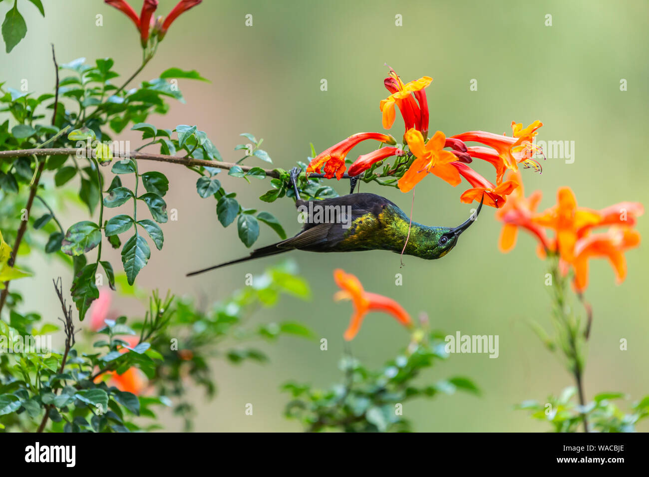Colour wildlife portrait of Bronzy sunbird (Nectarinia kilimensis) hanging upside down from branch with beautiful red and orange flowers, taken in Nan Stock Photo