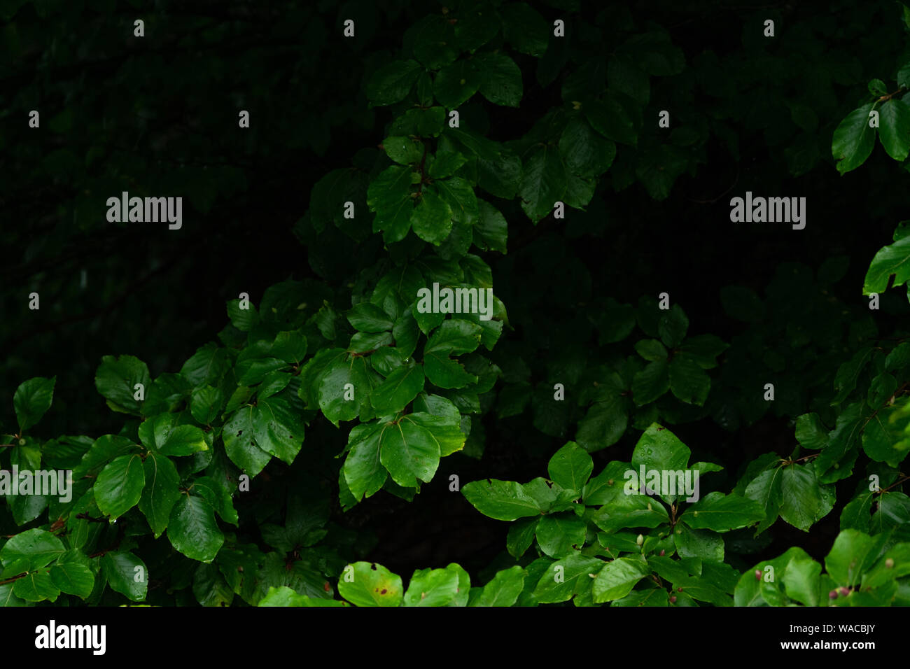 Green lush background. Tropical vegetation backdrop Stock Photo - Alamy