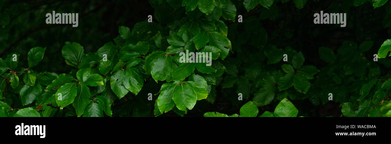 Green lush background. Tropical vegetation backdrop Stock Photo - Alamy