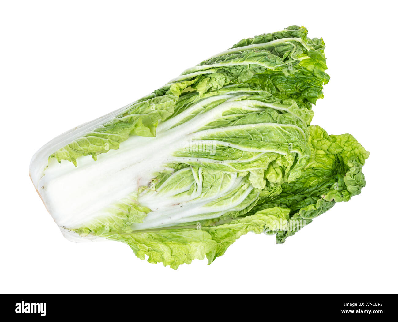 fresh green Napa cabbage cutout on white background Stock Photo