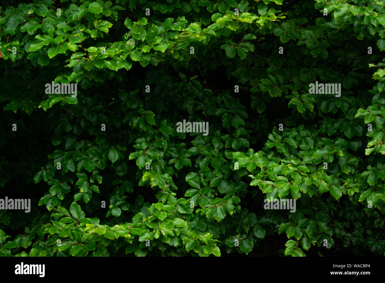 Green lush background. Tropical vegetation backdrop Stock Photo - Alamy