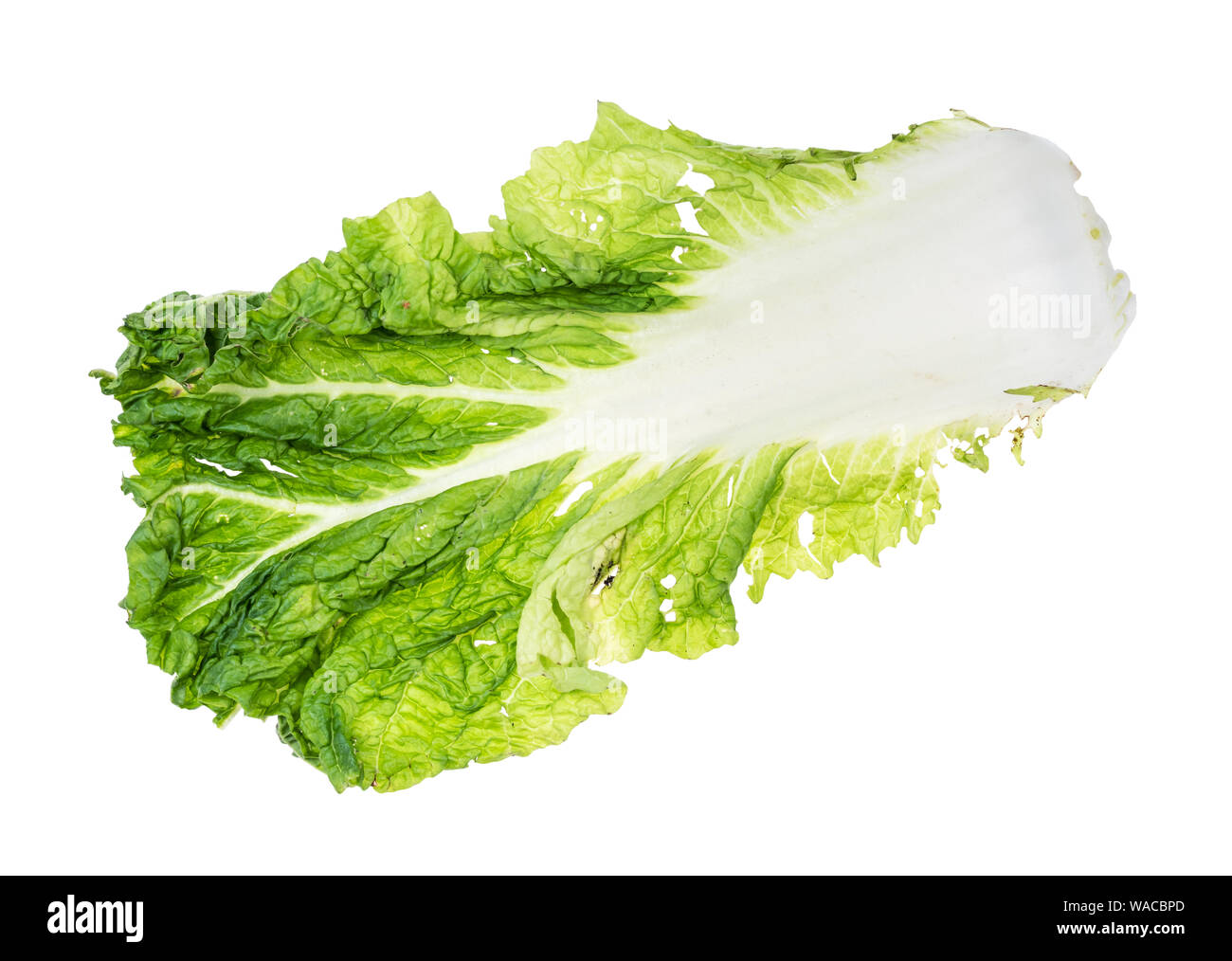 leaf of fresh green Napa cabbage cutout on white background Stock Photo