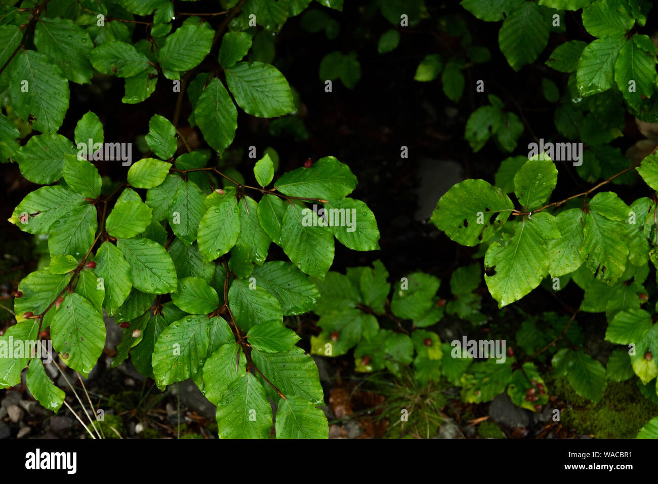 Green lush background. Tropical vegetation backdrop Stock Photo - Alamy