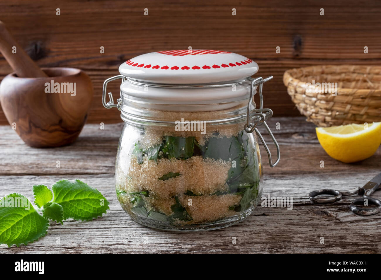Preparation of homemade syrup against common cold from fresh silver spurflower leaves and cane sugar Stock Photo