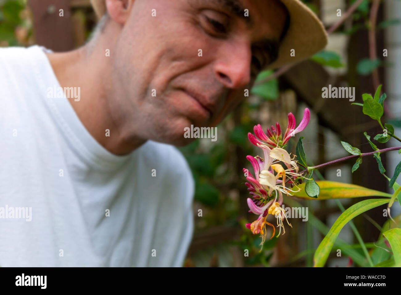 A clean-shaven, mature, male gardener in white t-shirt leans forward, testing the scent of a section of flowering Honeysuckle (Lonicera) arching vine. Stock Photo