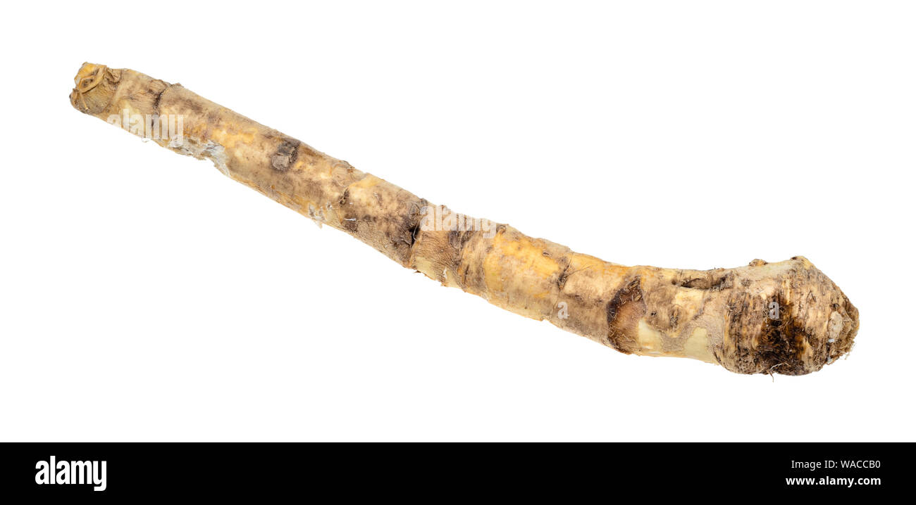 fresh organic root of horseradish cutout on white background Stock Photo