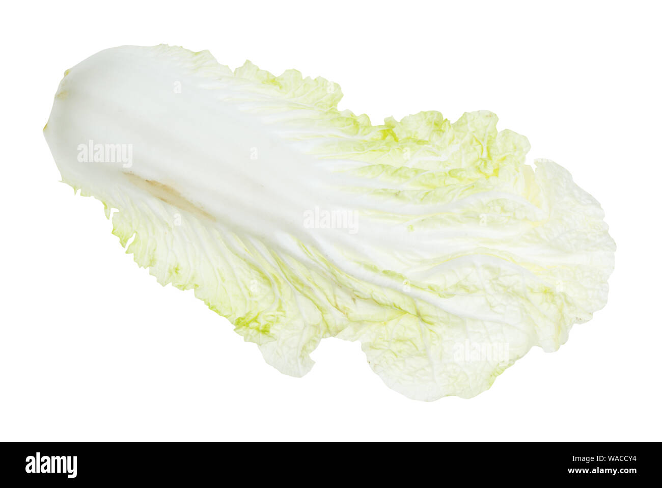 single leaf of Napa cabbage cutout on white background Stock Photo