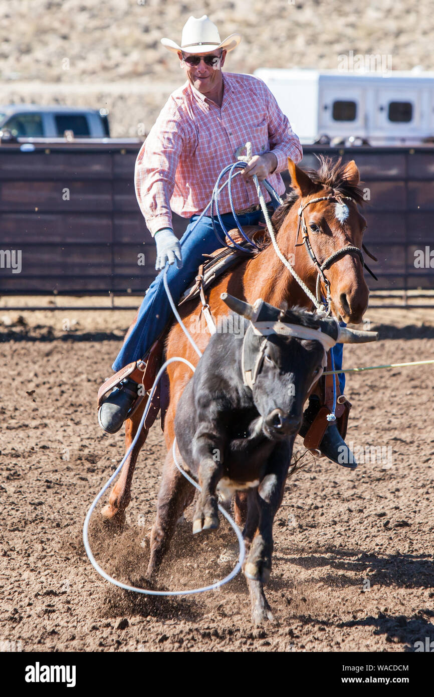 Team Roping Competition Stock Photo - Alamy