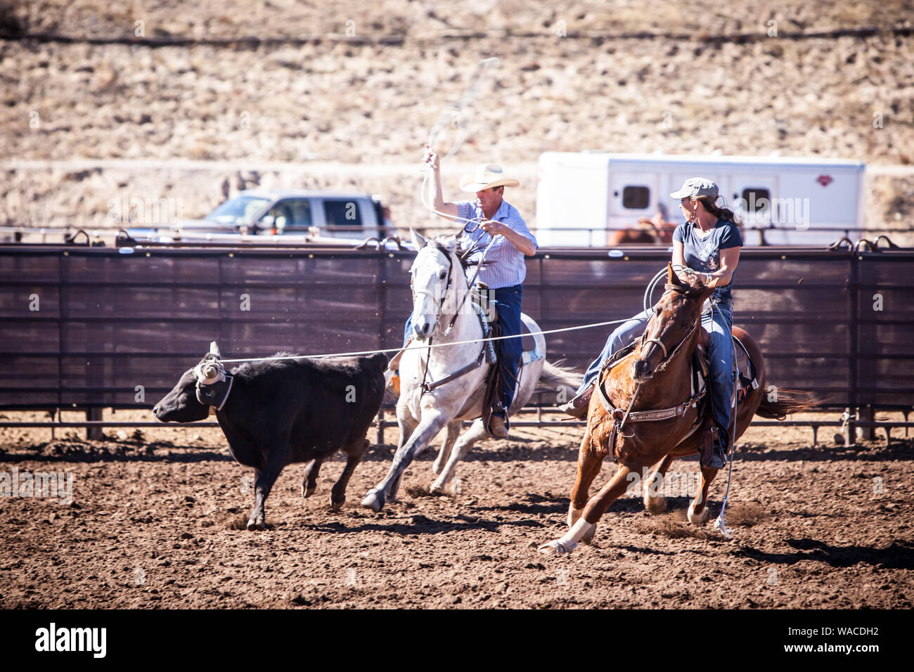 Team Roping Competition Stock Photo - Alamy