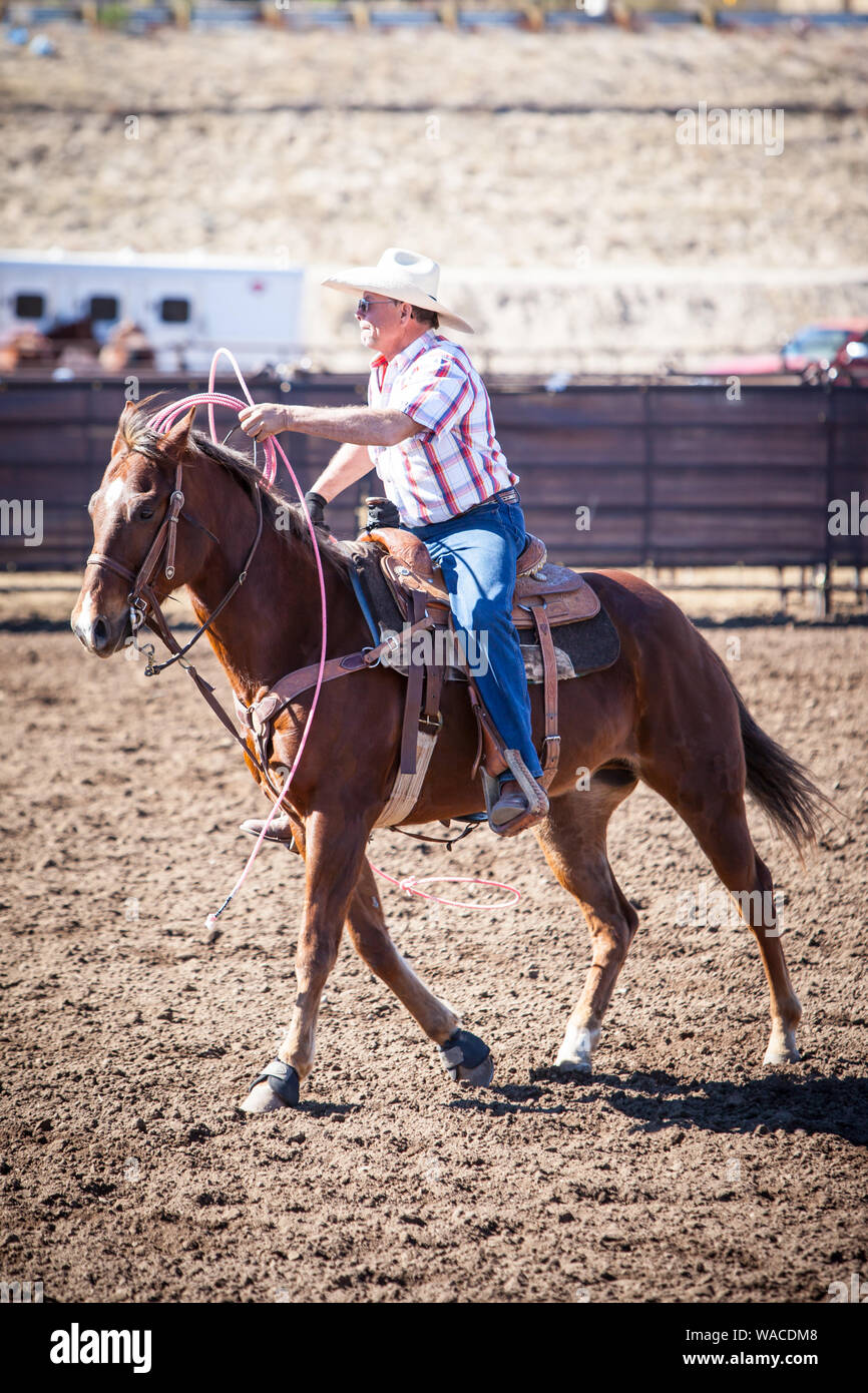 Team Roping Competition Stock Photo