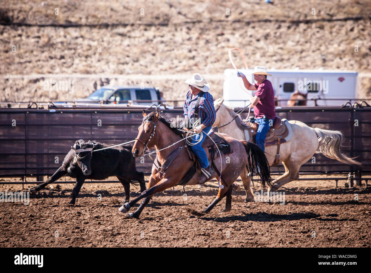 Team Roping Competition Stock Photo - Alamy