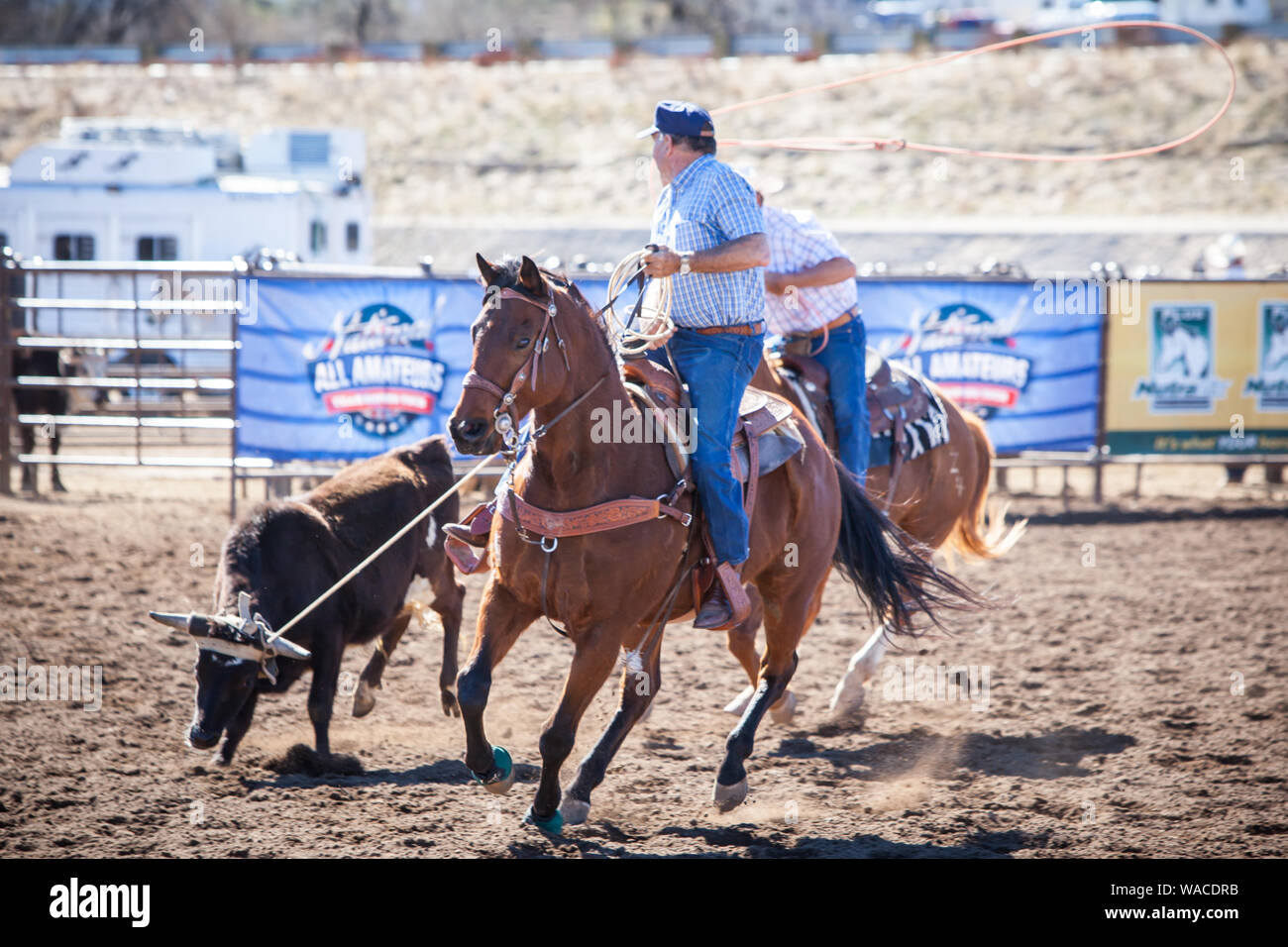 Team Roping Competition Stock Photo - Alamy