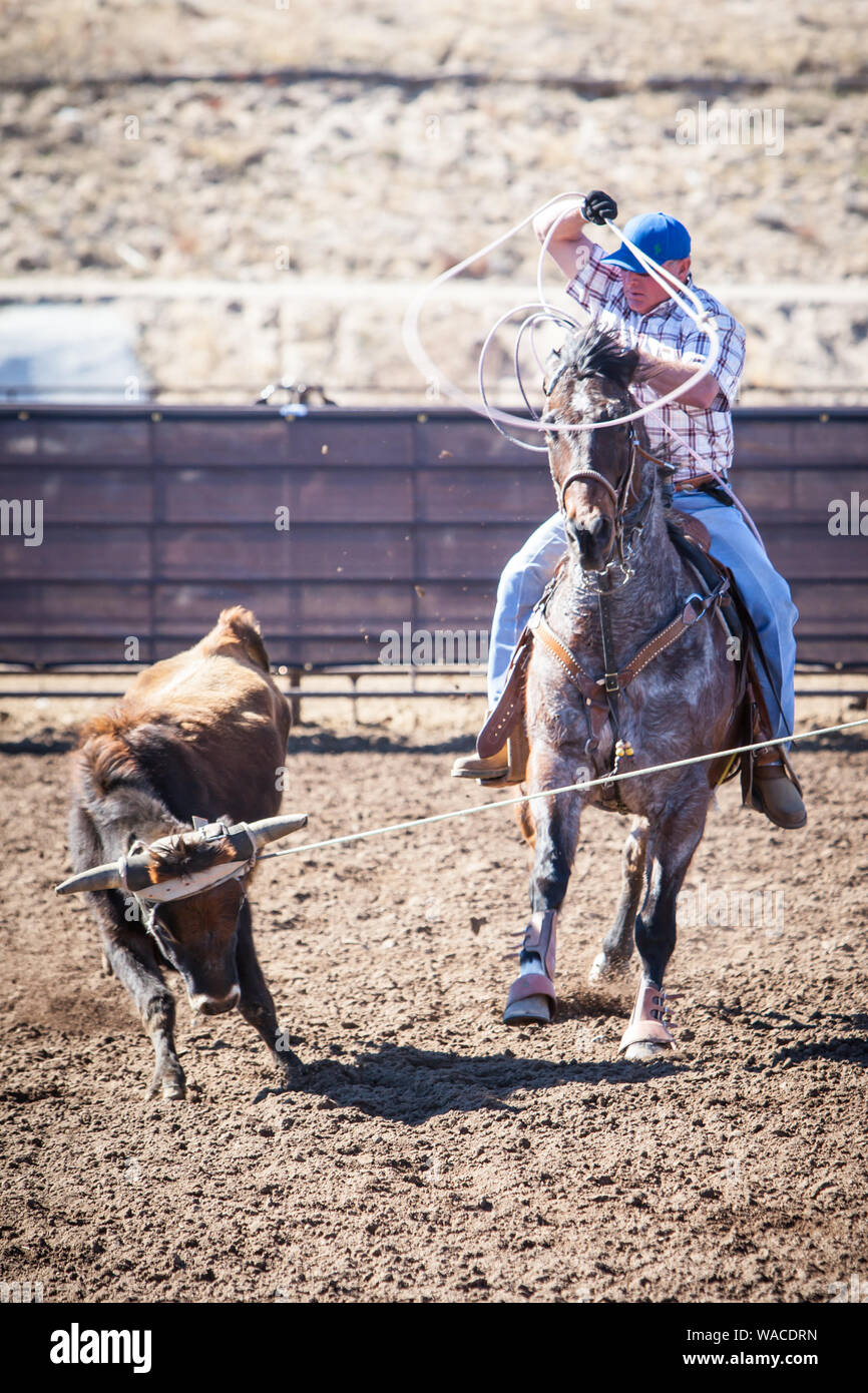 Team Roping Competition Stock Photo - Alamy