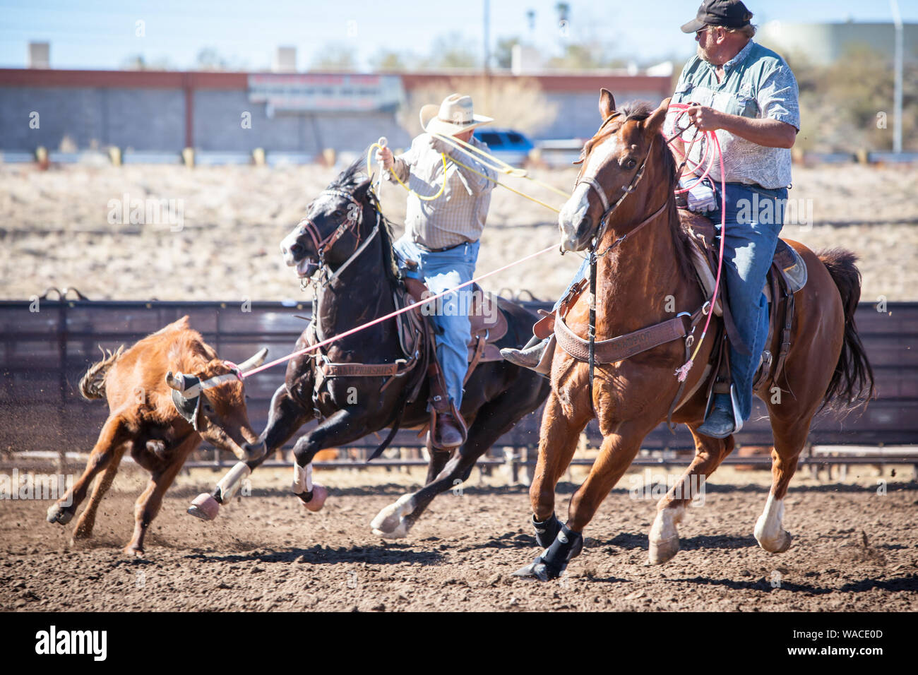 Team Roping Competition Stock Photo