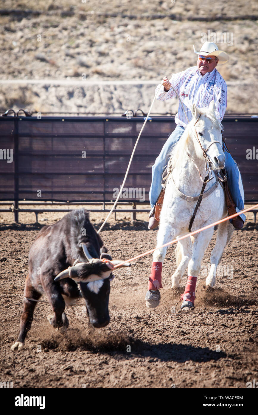 Team Roping Competition Stock Photo - Alamy