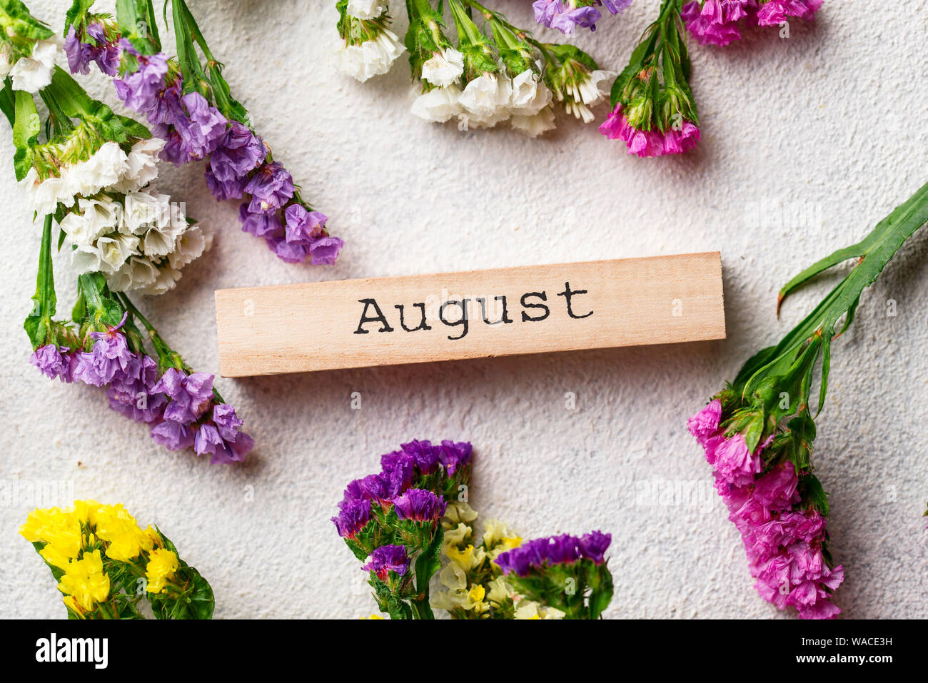 Colorful Limonium flower or Statice on white background and text August Stock Photo
