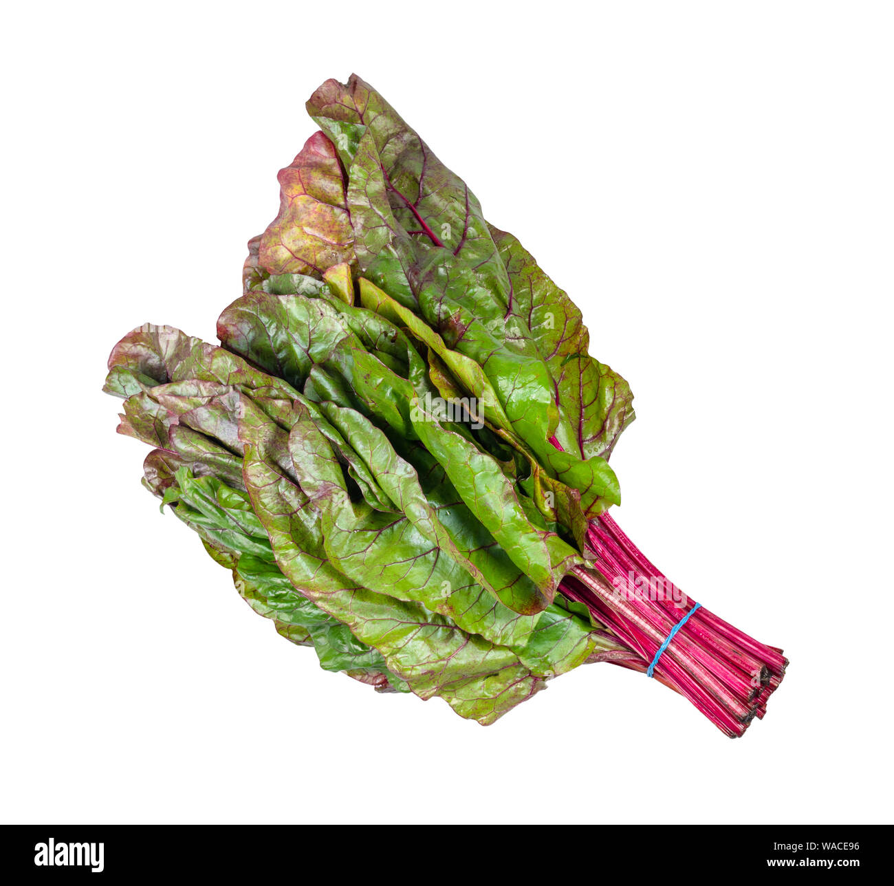 bundle of wet beet green leaves ( chard) cutout on white backgrounds