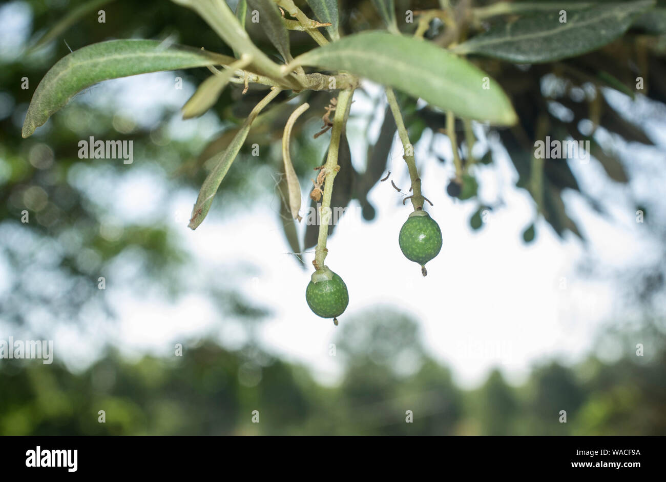 Olive caliper hires stock photography and images Alamy