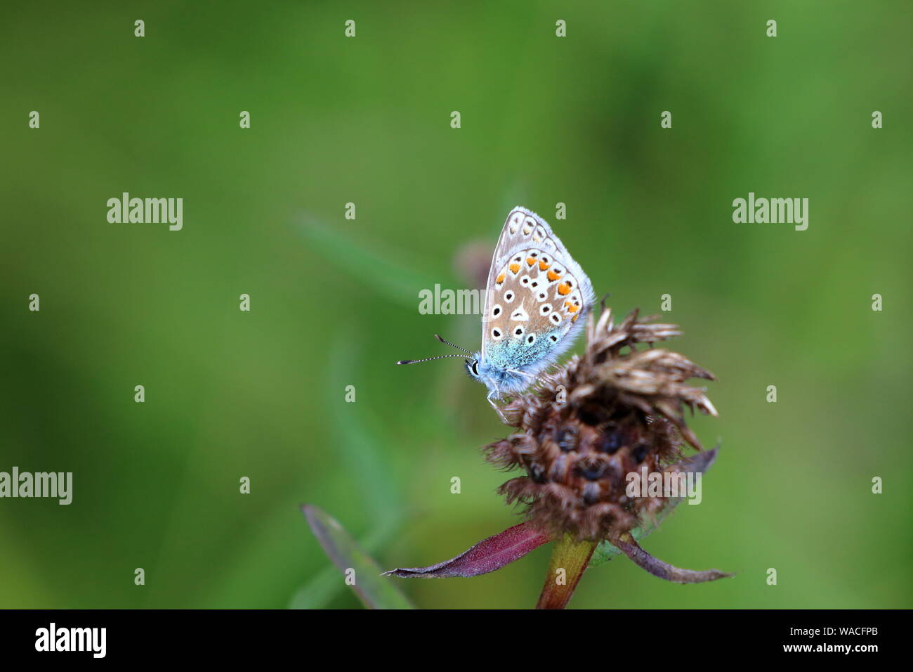 Common blue buterfly (Polyommatus icarus) an adult male at rest on a flower seed head with its wings folded showing their undersides Stock Photo