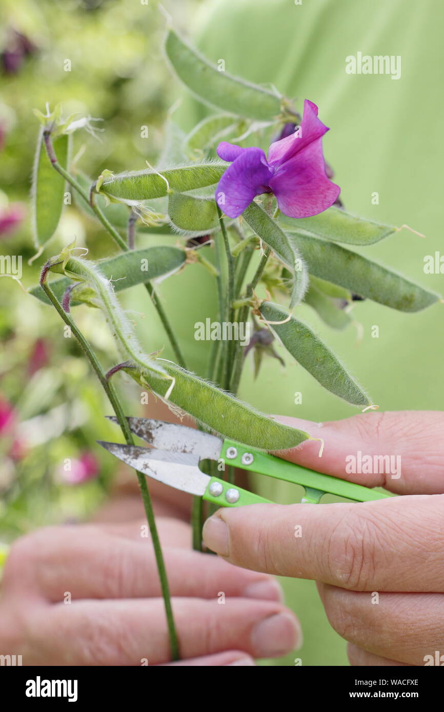 Lathyrus odoratus. Deadheading sweet pea seed pods to encourage new flower production. Stock Photo