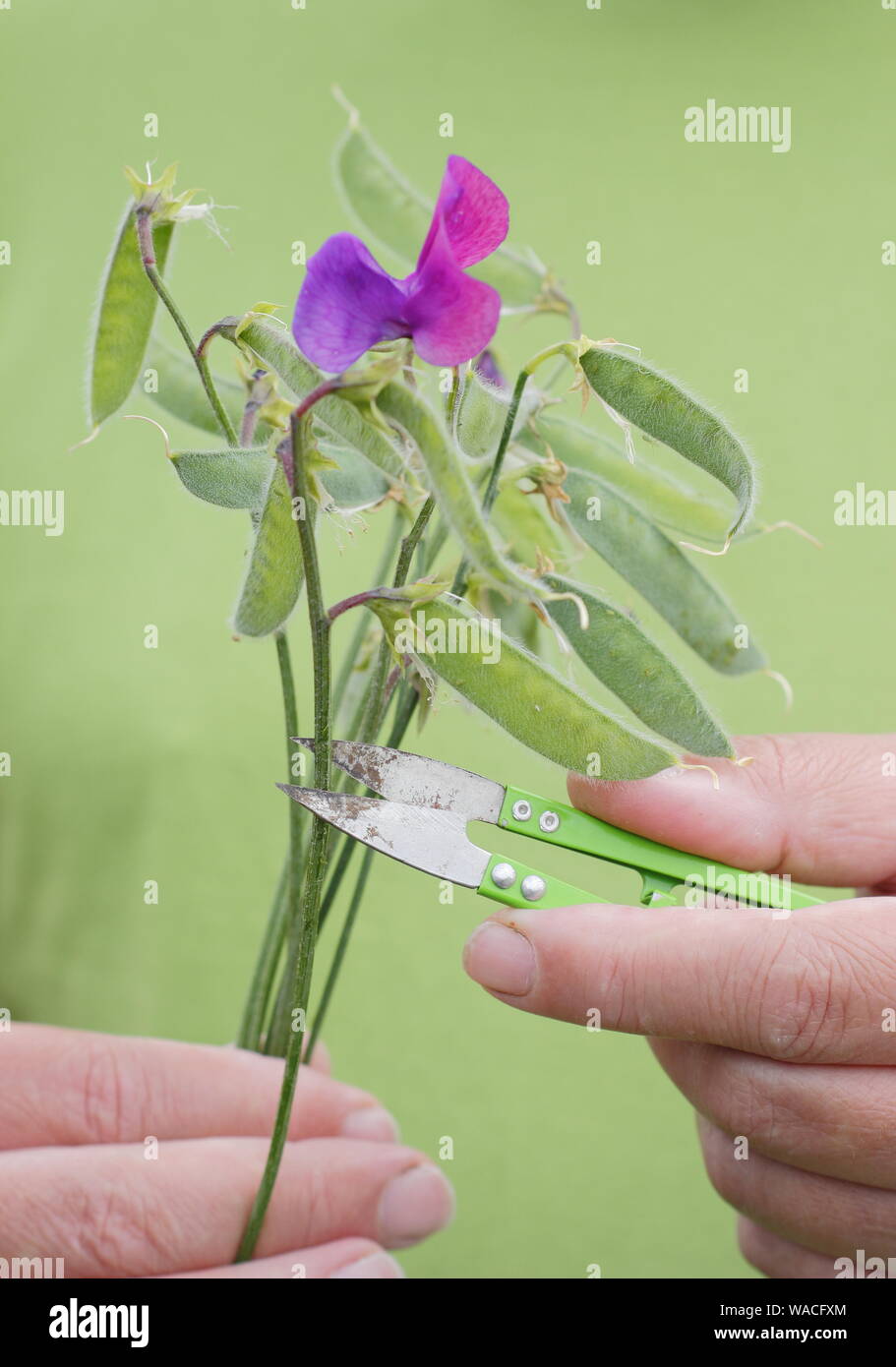 Lathyrus odoratus. Deadheading sweet pea seed pods to encourage new flower production. Stock Photo