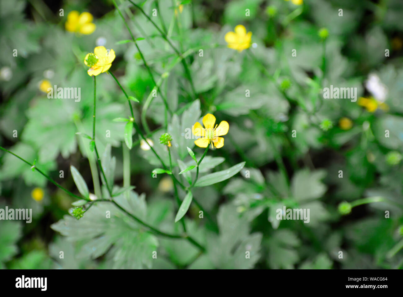 The yellow flowers grows in a forest Stock Photo - Alamy