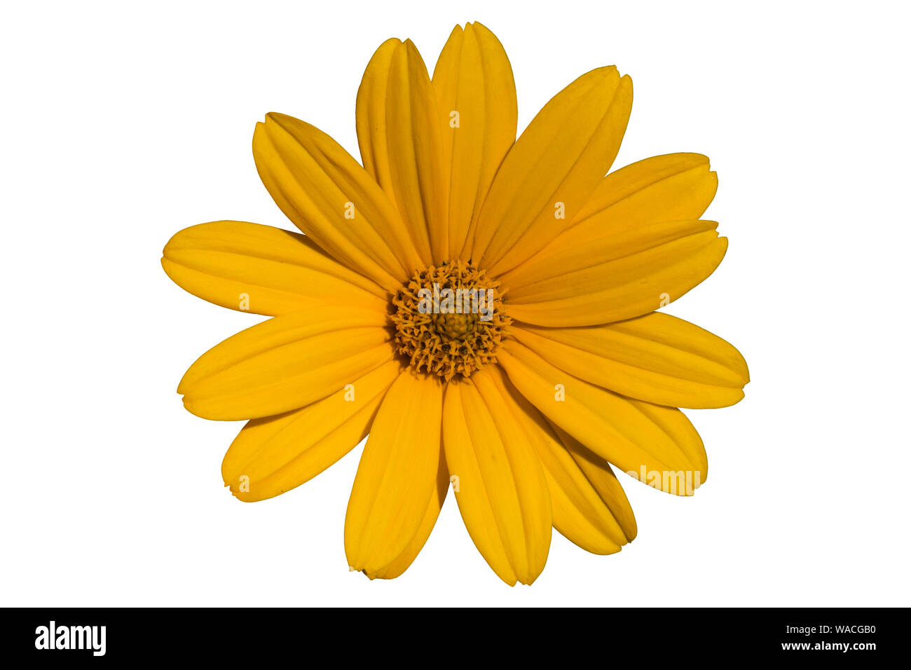 Heliopsis scabra 'Light of Loddon' yellow flower isolated on white. Stock Photo