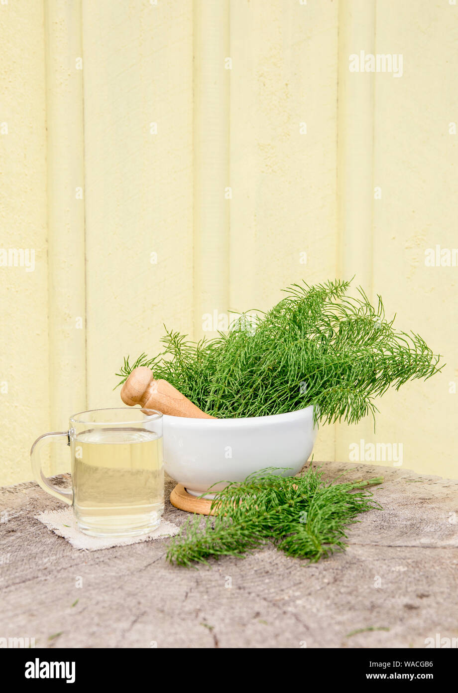 Bunch of herbal plant Equisetum arvense the field horsetail or common horsetail in white mortar and tea infusion next to it, yellow background. Stock Photo