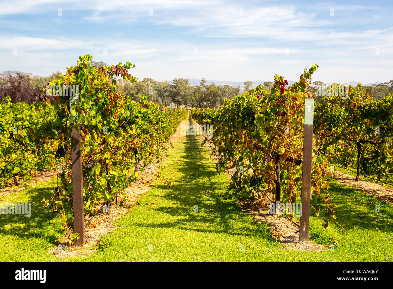 Alpine Valley Vines in Autumn Stock Photo Alamy