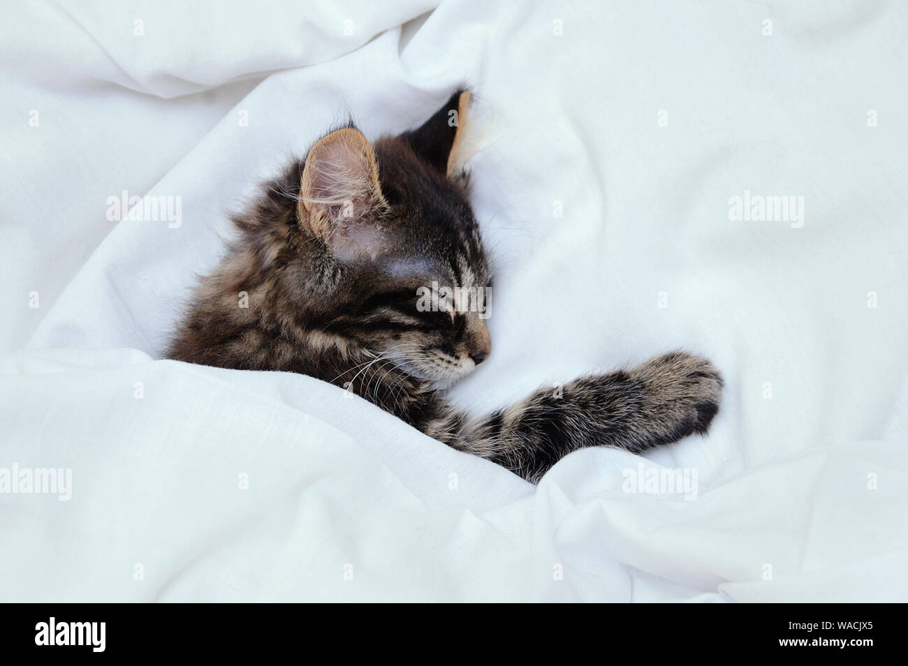 A little striped kitten is sleeping under a white blanket. Close-up Stock Photo - Alamy A little striped kitten is sleeping under a white blanket. Close-up Stock Photo - Alamy