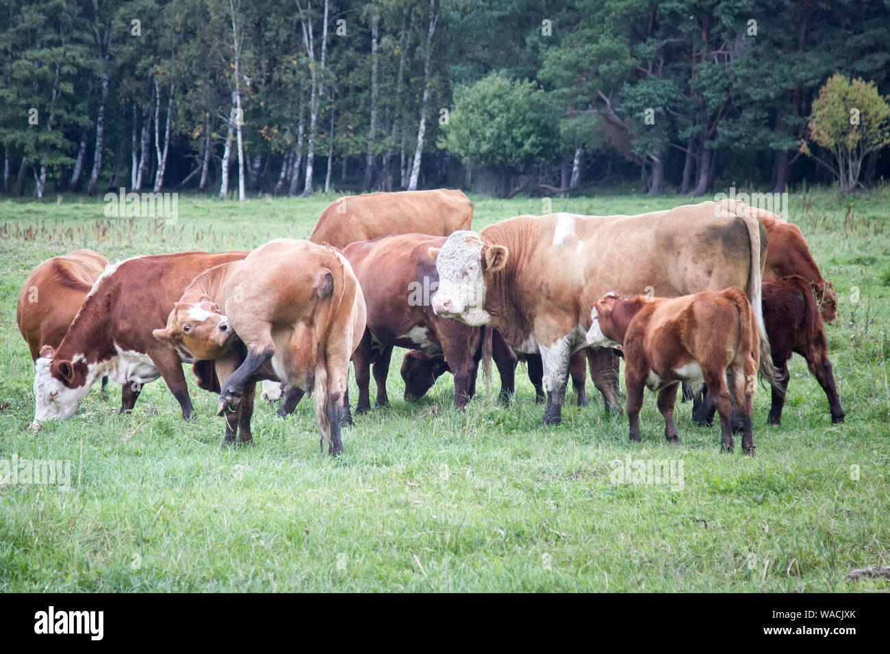 Cattle in a pasture on the river Bank. Cows and calves with an ear tag ...