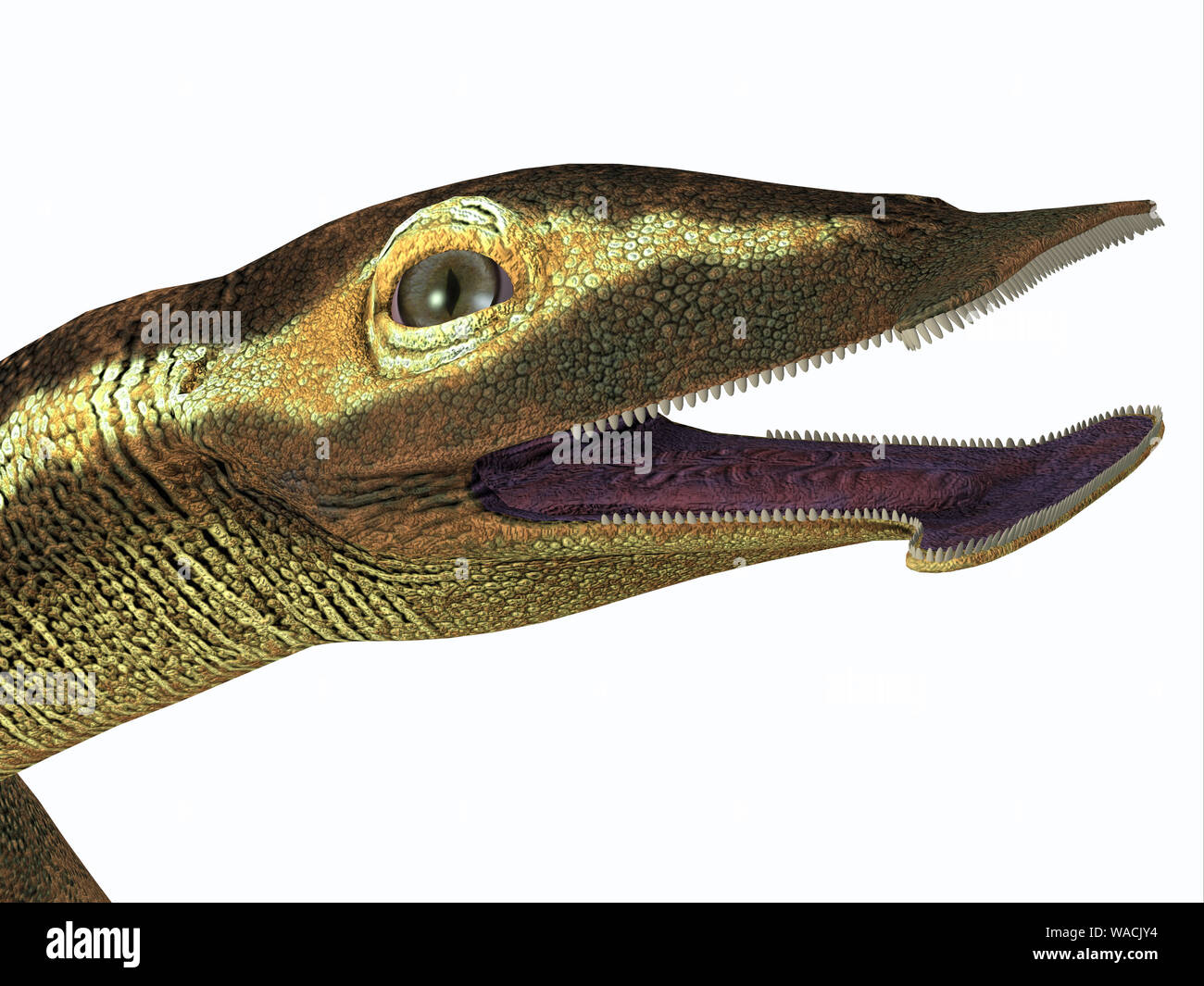 Atopodentatus was a herbivorous semi-aquatic marine reptile that lived in Triassic Seas of China. Stock Photo