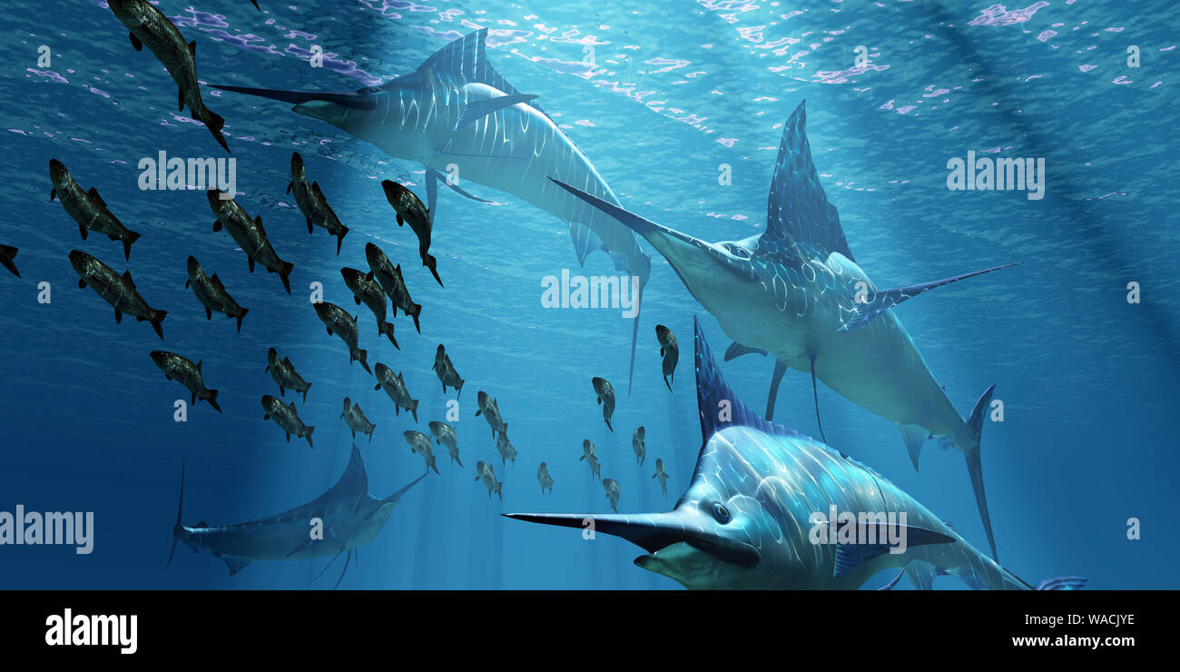 A pack of Indo-Pacific Blue Marlin predatory fish hunt a school of Pacific Herring fish. Stock Photo