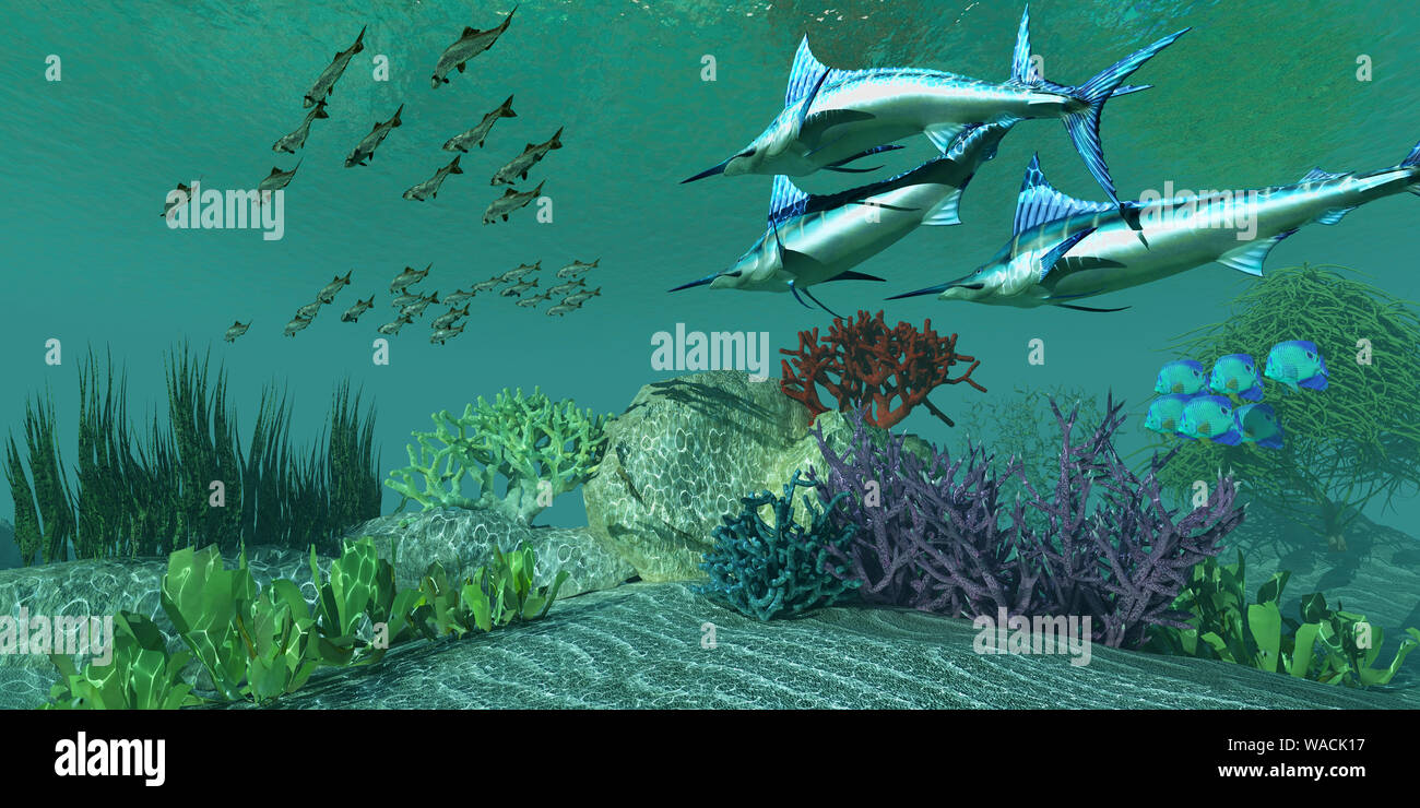 Predatory Blue Marlin fish swim after a school of Pacific Herring passing a coral reef and a group of Angelfish. Stock Photo