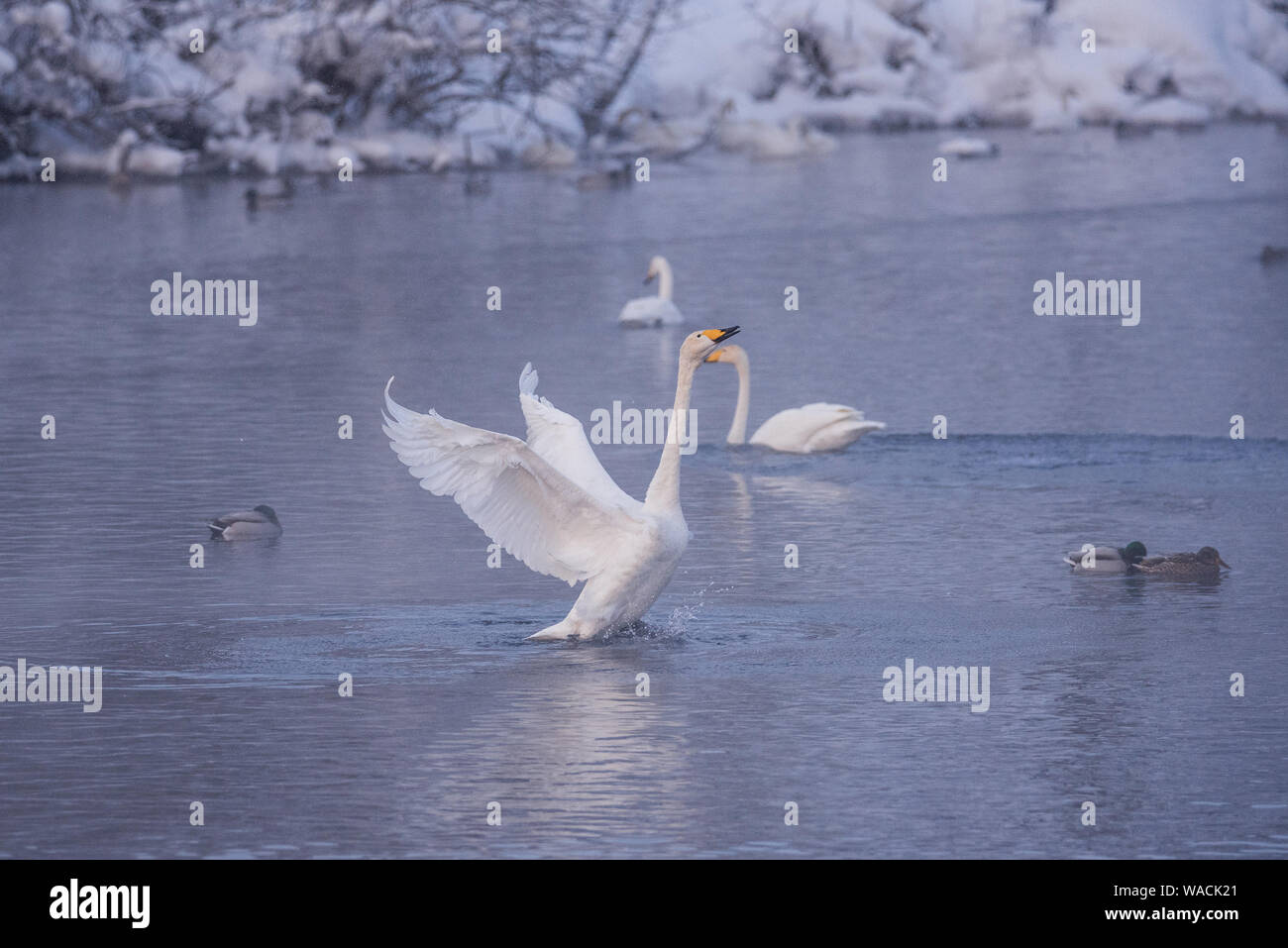 The swan flaps its wings. Dries wings and shows its dominance. 'Lebedinyj' Swan Nature Reserve, 'Svetloye' lake, Urozhaynoye Village, Sovetsky Distric Stock Photo
