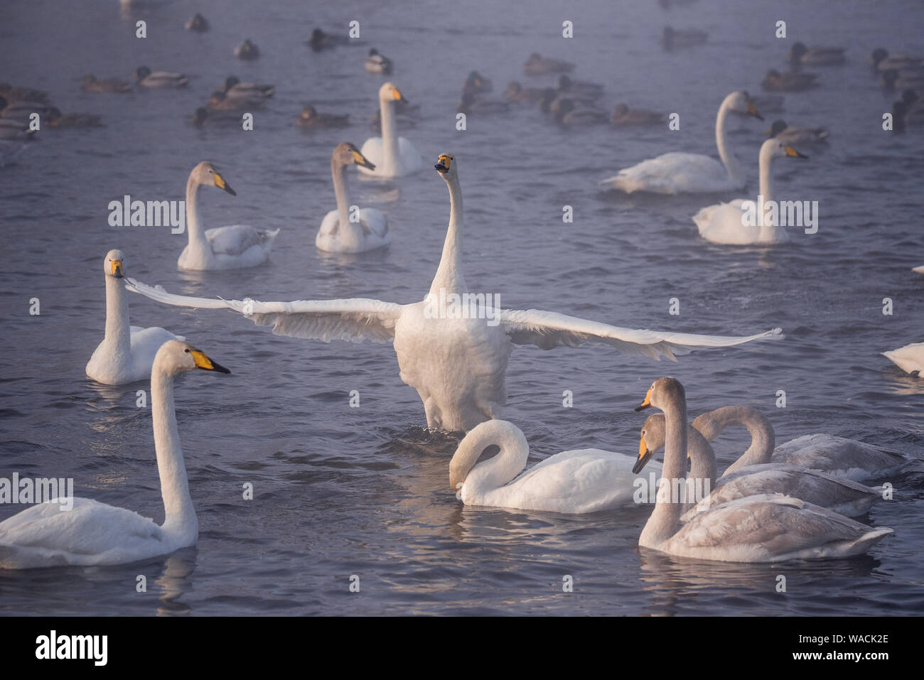 The swan flaps its wings. Dries wings and shows its dominance. 'Lebedinyj' Swan Nature Reserve, 'Svetloye' lake, Urozhaynoye Village, Sovetsky Distric Stock Photo