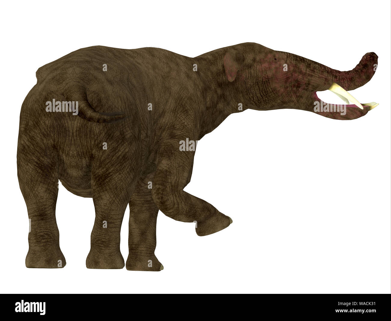 Platybelodon was herbivorous elephant mammal that lived in Africa, Europe and North America during the Miocene and Pleistocene Periods. Stock Photo