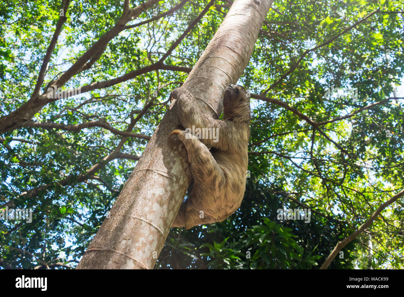 Three toed brown-throated sloth (Bradypus variegatus) climbing a tree in the Atlantic forest - Itamaraca island, Pernambuco state, Brazil Stock Photo