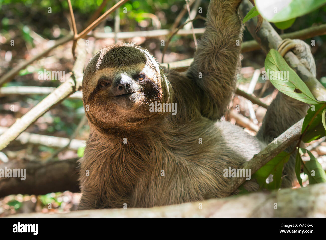 Three toed brown-throated sloth (Bradypus variegatus) on the ground in the Atlantic forest - Itamaraca island, Pernambuco state, Brazil Stock Photo