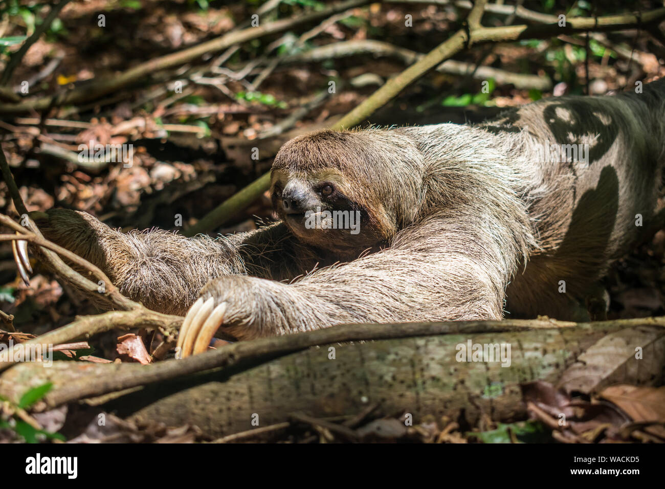 Three toed brown-throated sloth (Bradypus variegatus) on the ground in the Atlantic forest - Itamaraca island, Pernambuco state, Brazil Stock Photo