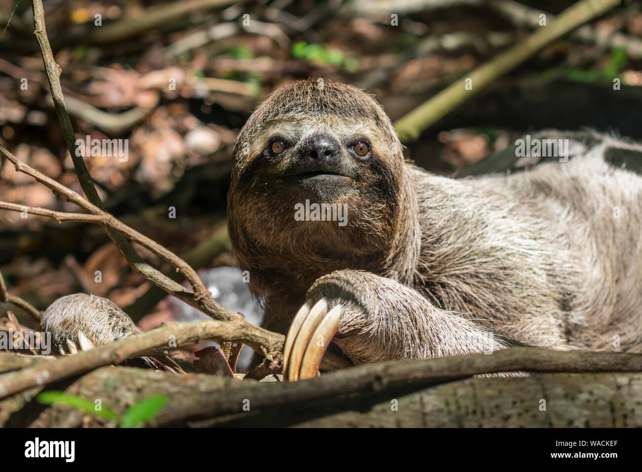 Cute three toed brown-throated sloth (Bradypus variegatus) in the Atlantic forest - Itamaraca island, Pernambuco state, Brazil Stock Photo