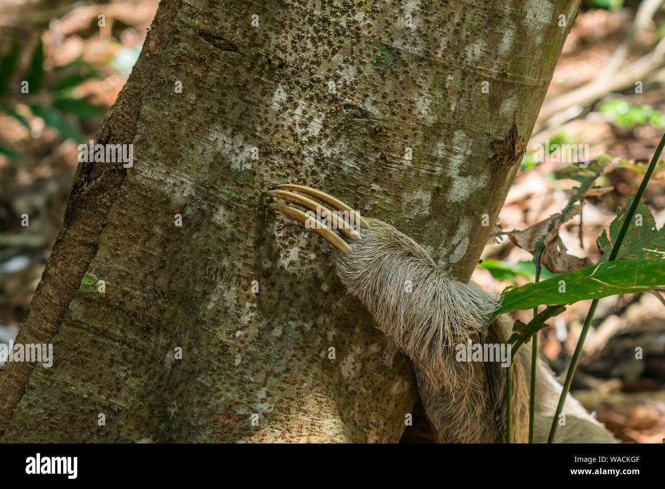 Close up of the claw of a sloth (Bradypus variegatus) on a tree in the Atlantic forest - Itamaraca island, Pernambuco state, Brazil Stock Photo