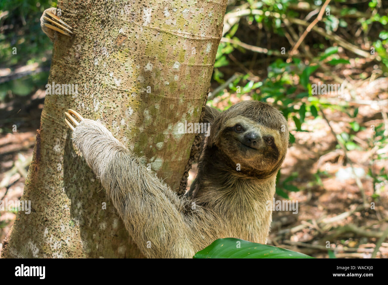 Cute sloth (Bradypus variegatus) on a tree looking at the camera - Itamaraca island, Pernambuco state, Brazil Stock Photo