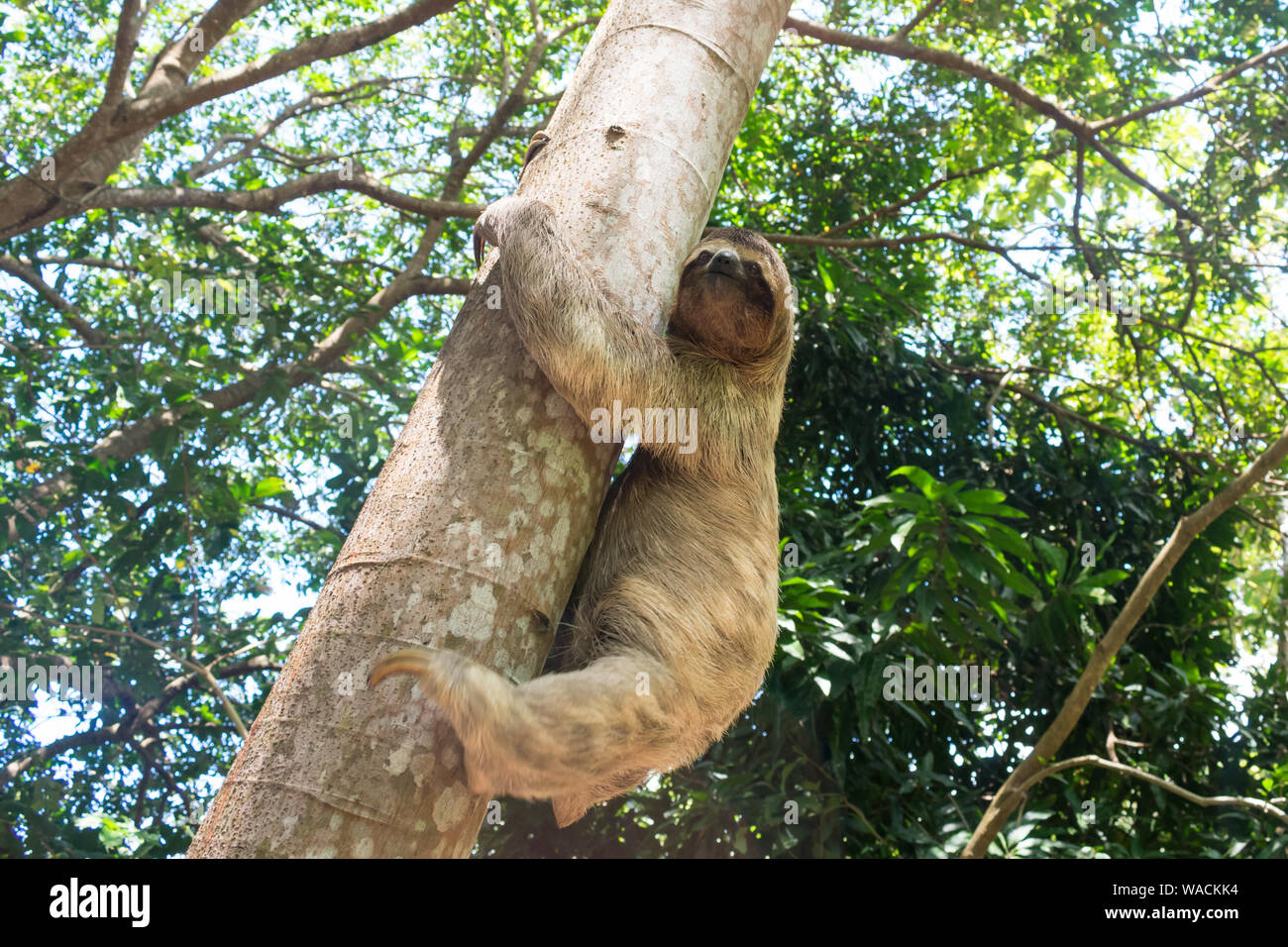 Three toed brown-throated sloth (Bradypus variegatus) climbing a tree in the Atlantic forest - Itamaraca island, Pernambuco state, Brazil Stock Photo