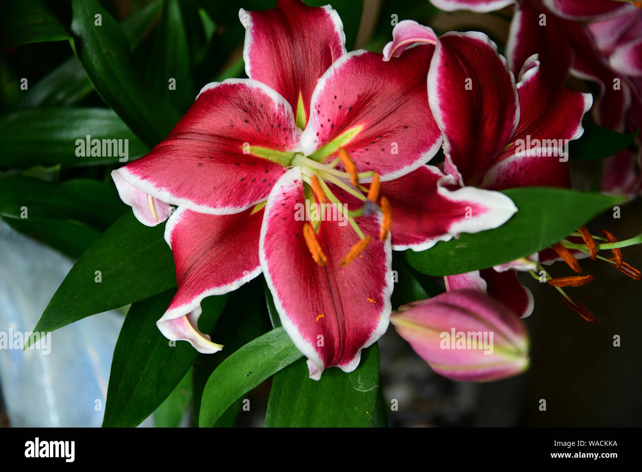 Beautiful Pink and Red Oriental Lily Hybrid named 'Front page' Stock Photo