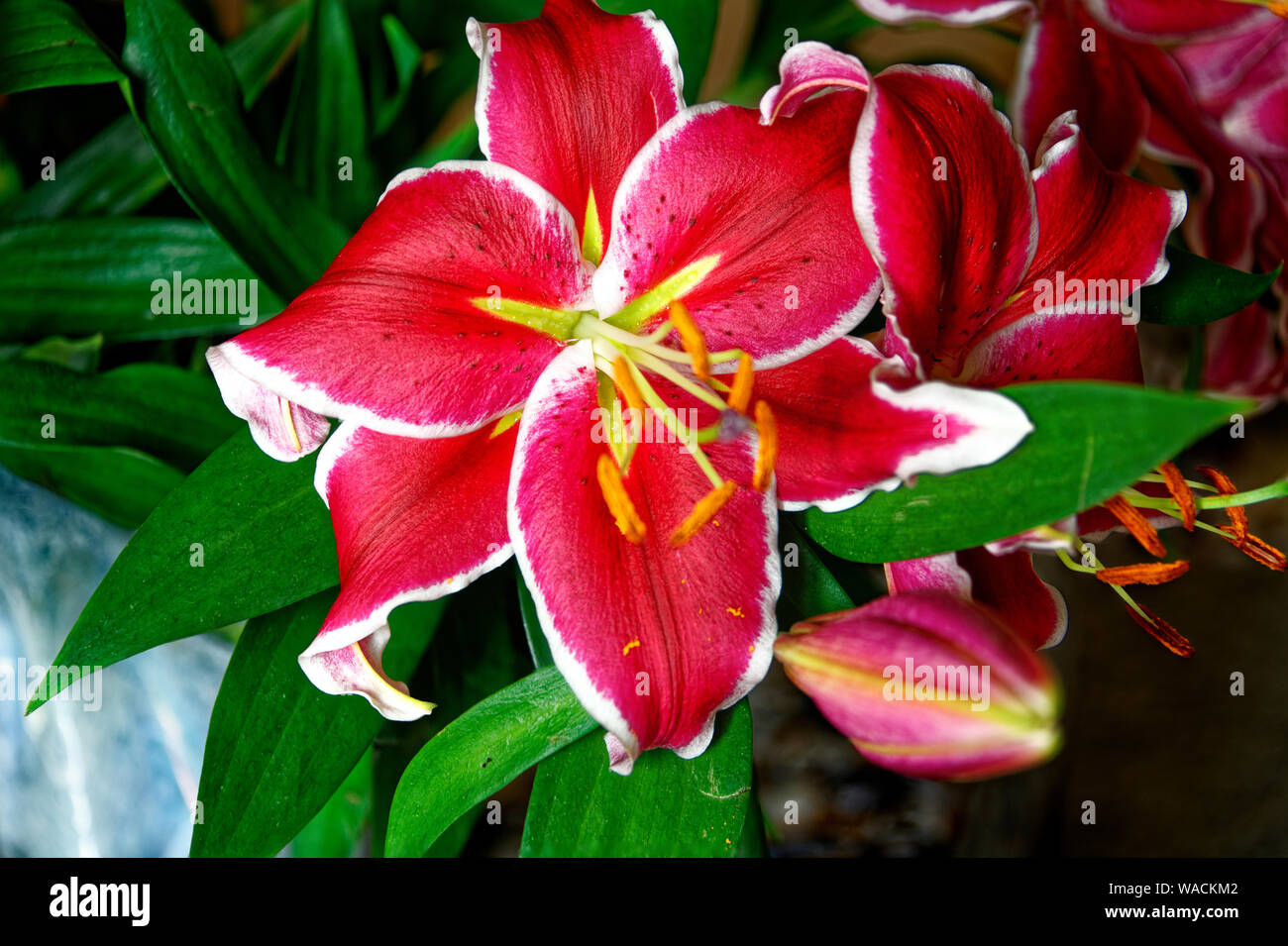 Beautiful Pink and Red Oriental Lily Hybrid named 'Front page' Stock Photo