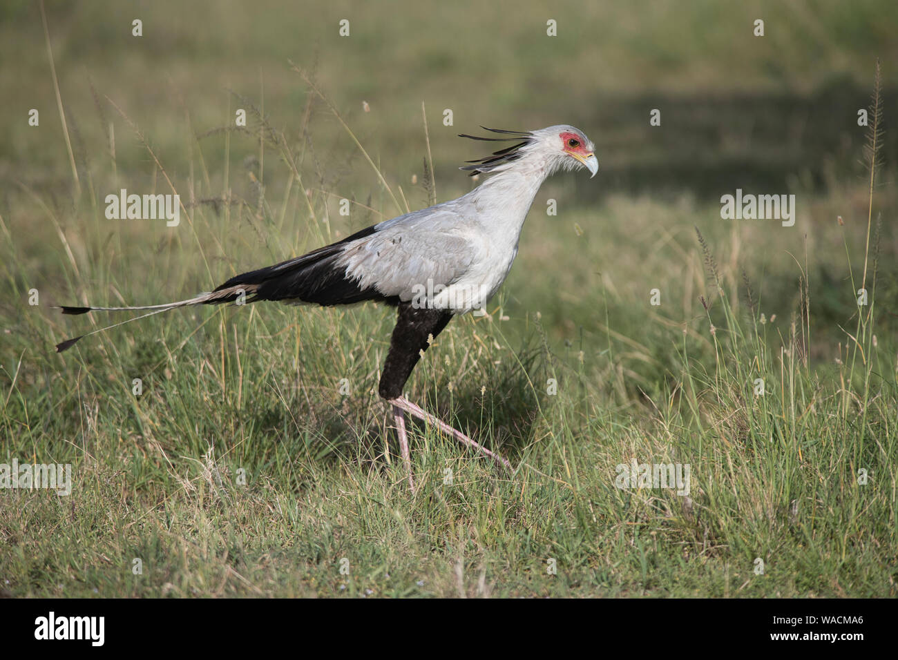 Secretary Bird, Sagittarius serpentarius - a photo on